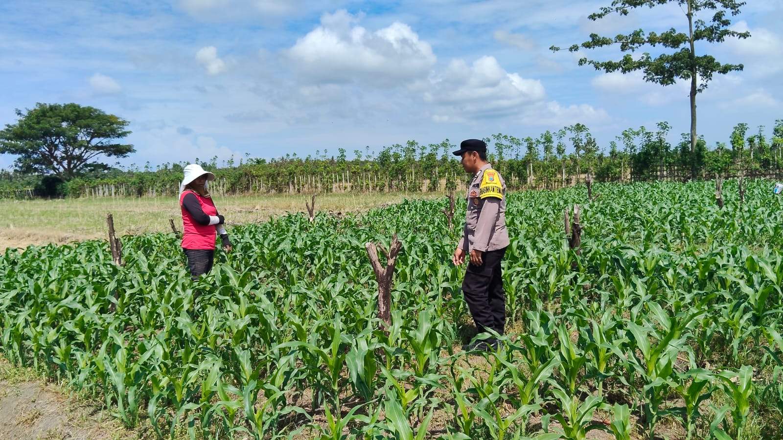 Bhabinkamtibmas Polsek Singojuruh Pantau Panen Jagung Warga, Wujud Dukungan Polri terhadap Ketahanan Pangan Nasional